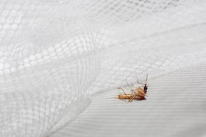 Royal Sentry® mosquito nets equipped with masterbatch from Clariant are effective against insects and harmless to humans. Photo: Clariant