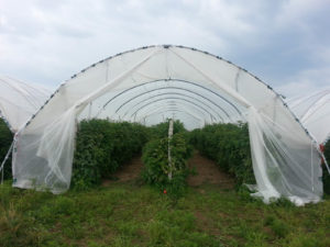 Tek-Knit Industries offers a variety of protection products for agriculture and horticulture, and works continually to develop more effective products. Photo: Tek-Knit Industries.