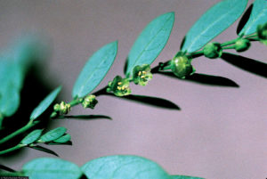 phyllanthus
