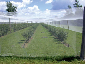 Tek-Knit Industries offers a variety of protection products for agriculture and horticulture. Shown here is the company’s side-wall bird netting, deployed to protect the grape zone on vines from birds and pests, using extruded, high-quality monofilament USA-made yarn. Photo: Tek-Knit Industries.