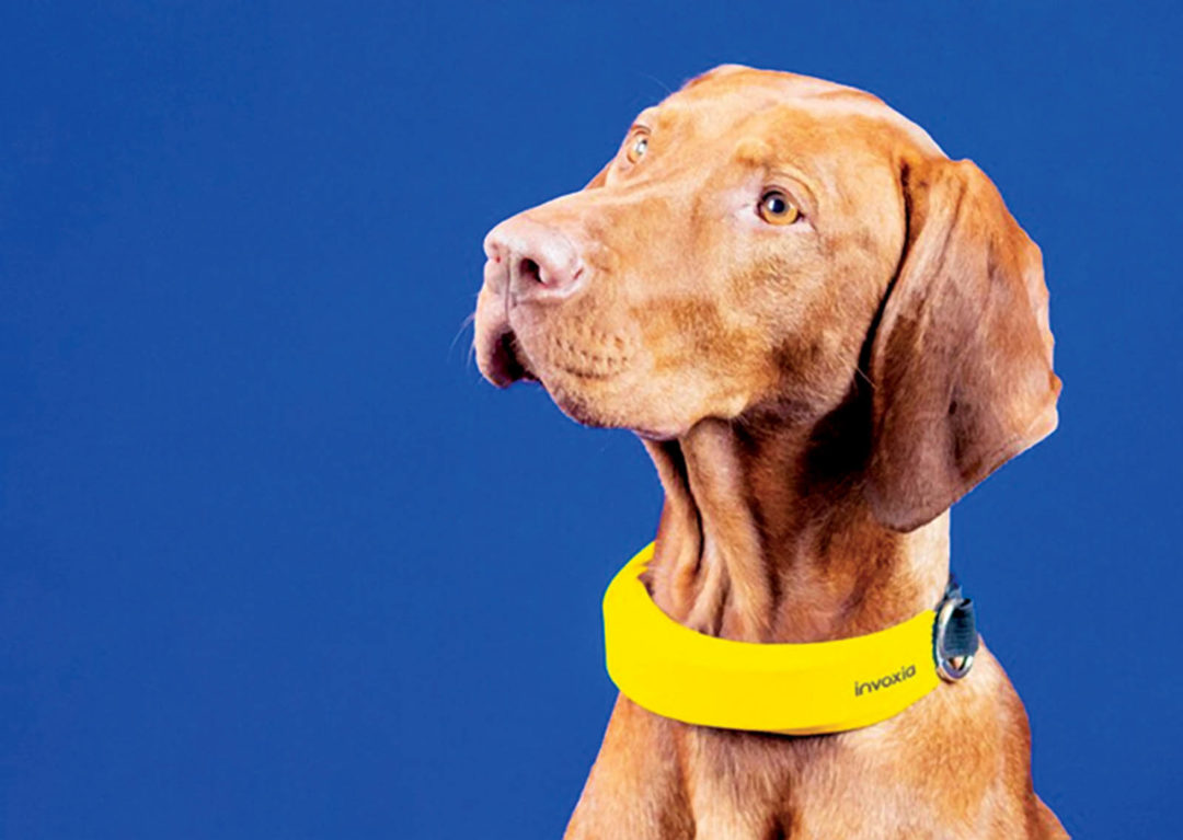Smart collar monitors dog’s health and location Specialty Fabrics Review