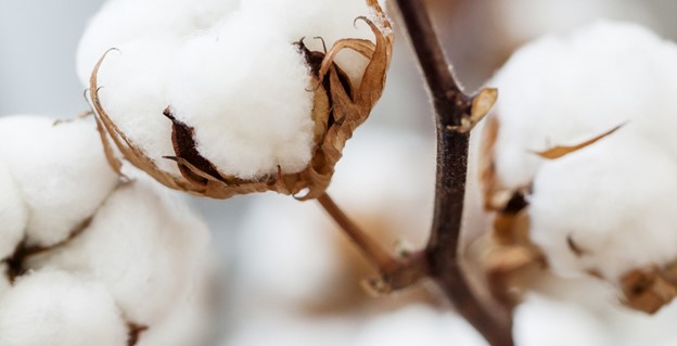 Data, legislation, climate crisis in focus at Better Cotton Conference – Specialty Fabrics Review