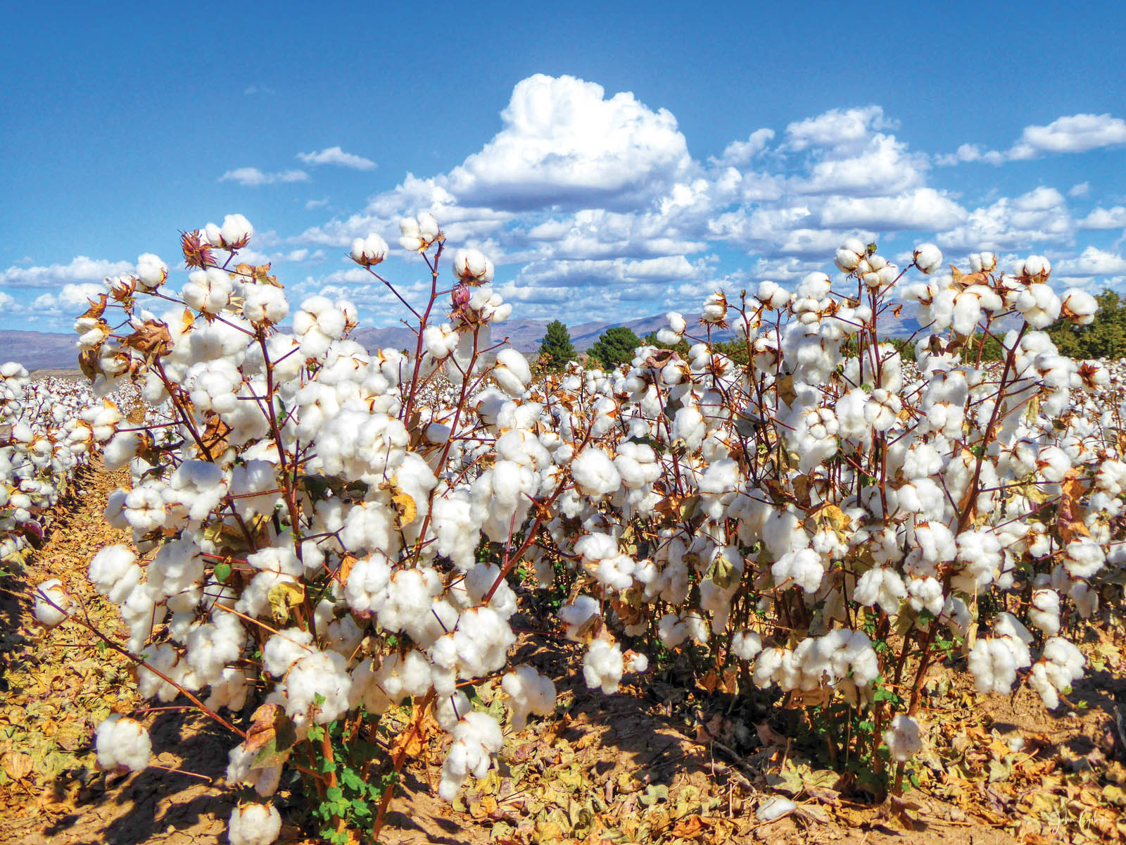 U.S. producers to plant 17% less cotton in 2023 – Specialty Fabrics Review