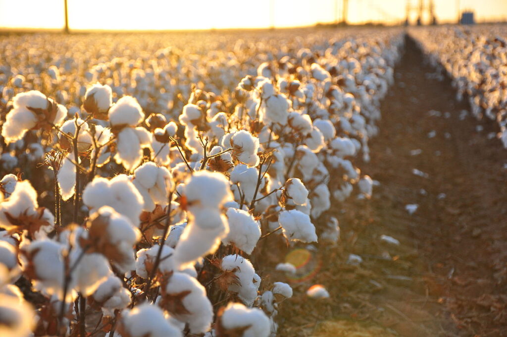 CCI launches COTTON USA Mills Performance Index – Specialty Fabrics Review