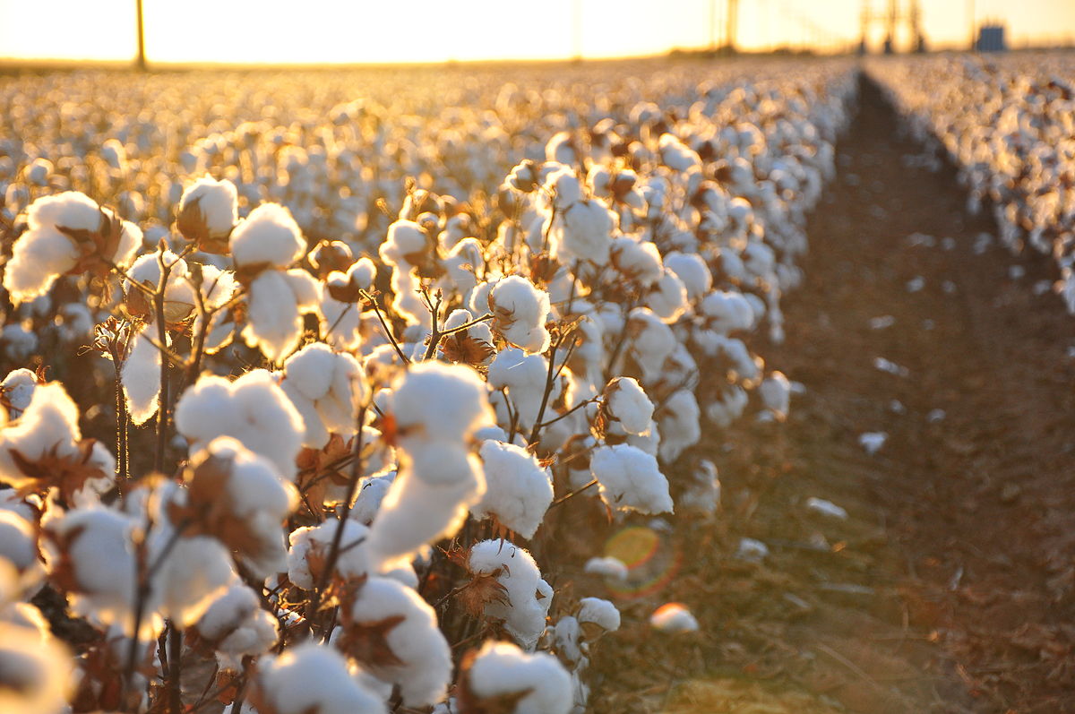 Better Cotton signs UNECE pledge for traceability, transparency – Specialty Fabrics Review