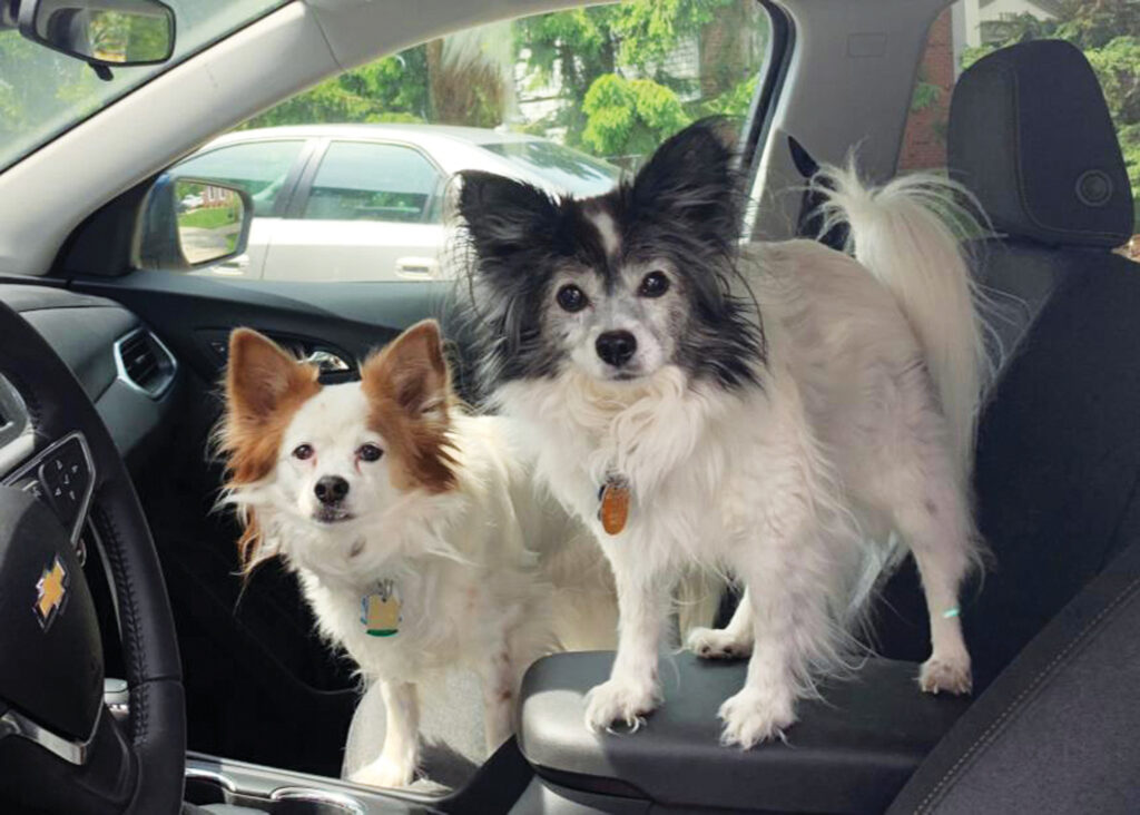 Moving smart textiles to the center console of a car could present problems, such as the dogs pictured becoming "unintended actuators."