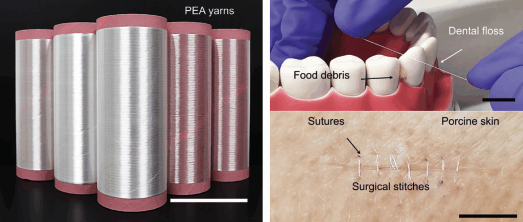 Composite image of three images showing biodegradable PEA yarns on the left and two possible uses on the right, such as dental floss and surgical stitches.