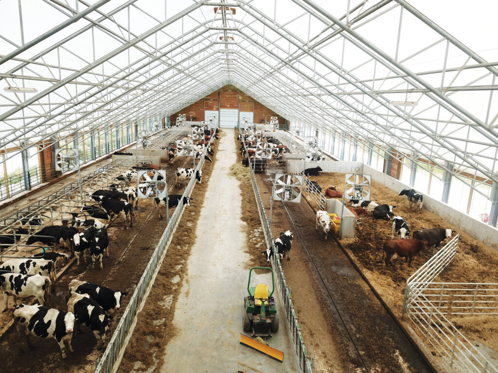 Inside a barn, black and white cows are divided into pens along both sides, with a central pathway and fans overhead.