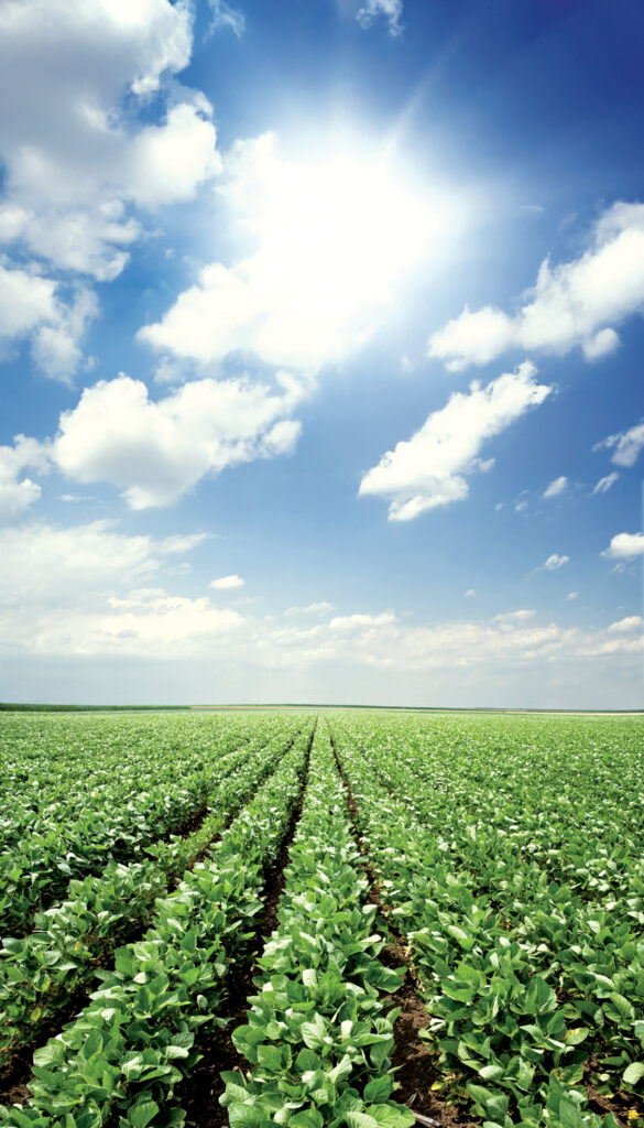 Freen field of young crops under a bright blue sky with fluffy white clouds.