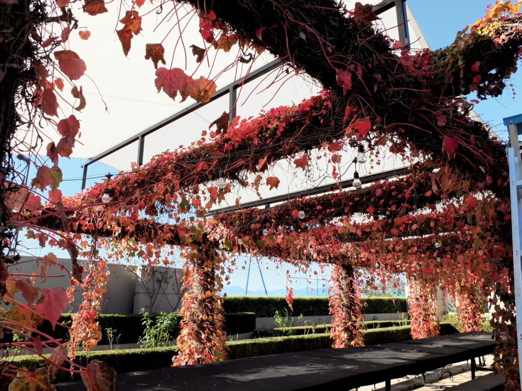 Vines with red and orange leaves drape over a shaded outdoor space.