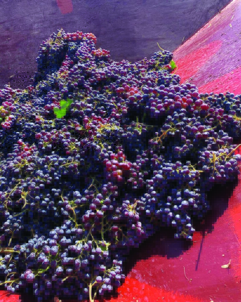A mass of dark purple grapes piled together, resting on a red surface, with some green leaves visible among the clusters.